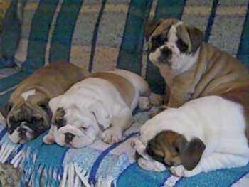 The babies