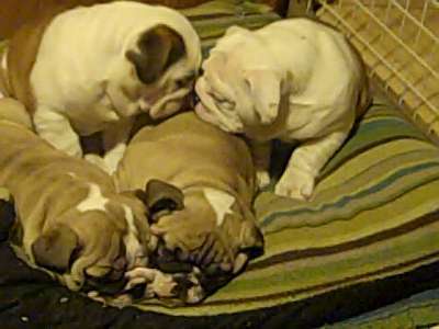 Harley, Spot, Deck, and Berta